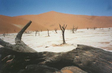 Dead vlei and Big Daddy Dune, Namib Desert