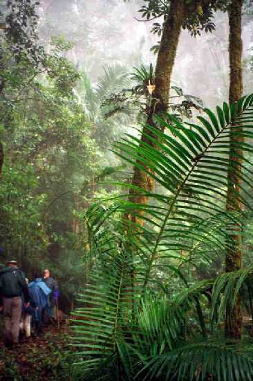 Hiking in Cloud Forest, Savegre