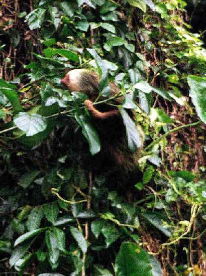 Two Toed Sloth, Tortugero