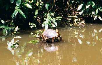 Turtle