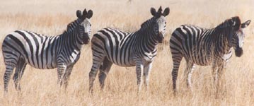 zebra
