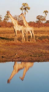 Giraffe
