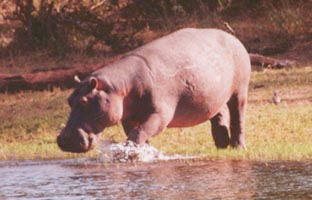 Hippo