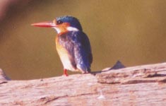 Malacite Kingfisher
