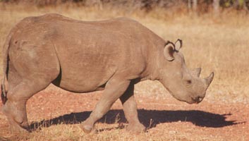 Rhino