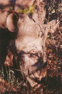 rhino